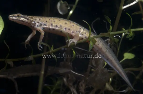 Fokus-Natur Bild