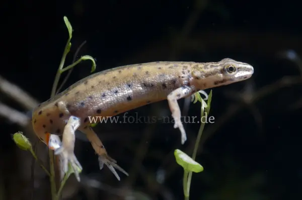 Fokus-Natur Bild