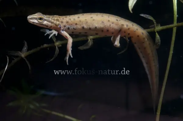 Fokus-Natur Bild
