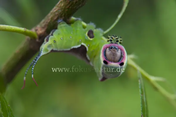 Fokus-Natur Bild