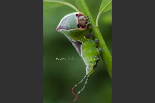 Fokus-Natur Bild