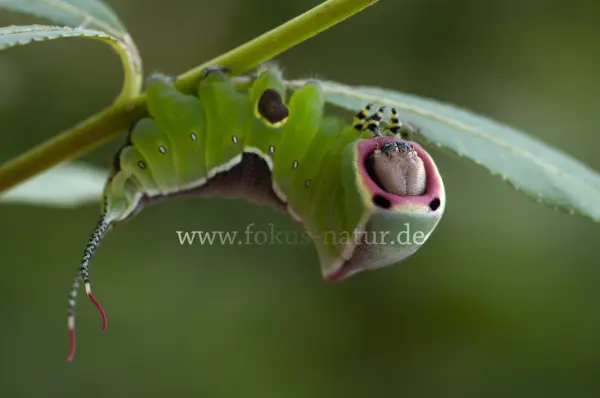 Fokus-Natur Bild