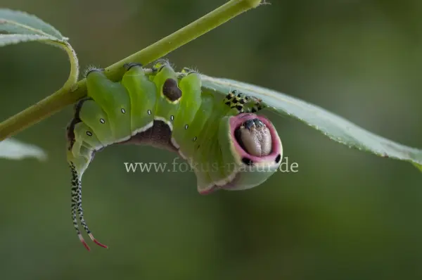 Fokus-Natur Bild