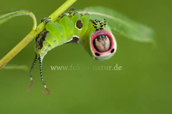 Fokus-Natur Bild