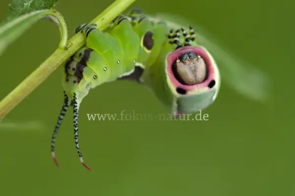 Fokus-Natur Bild