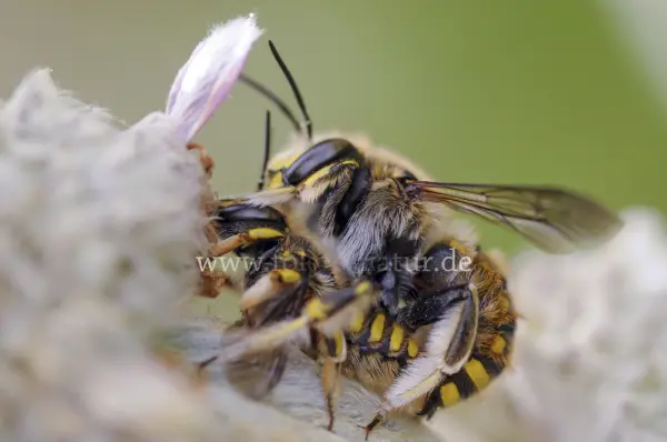 Fokus-Natur Bild