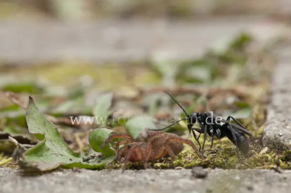 Fokus-Natur Bild