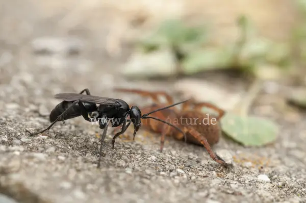 Fokus-Natur Bild