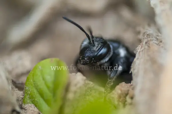 Fokus-Natur Bild