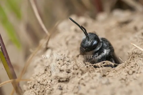Fokus-Natur Bild