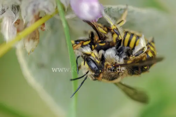 Fokus-Natur Bild