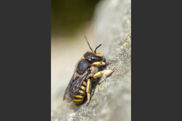 Fokus-Natur Bild