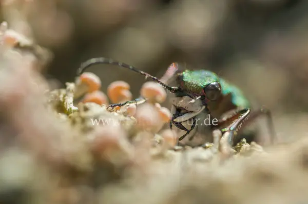 Fokus-Natur Bild