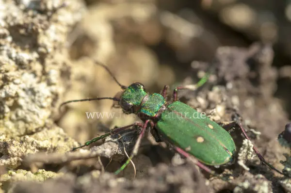 Fokus-Natur Bild