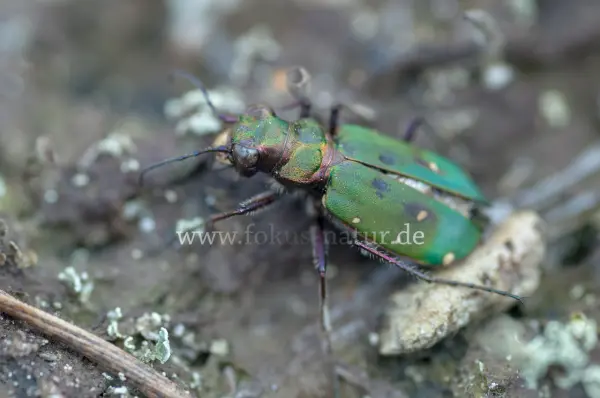 Fokus-Natur Bild