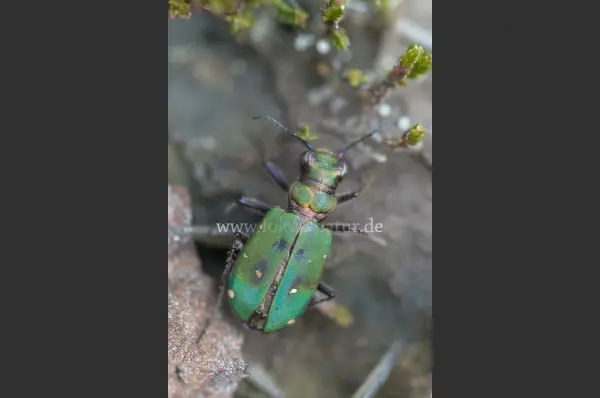 Fokus-Natur Bild