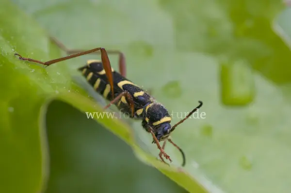 Fokus-Natur Bild