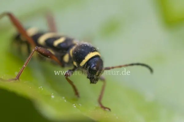Fokus-Natur Bild