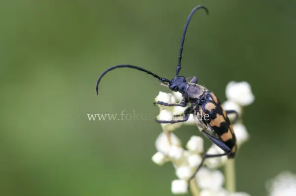 Fokus-Natur Bild