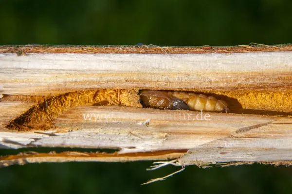 Fokus-Natur Bild