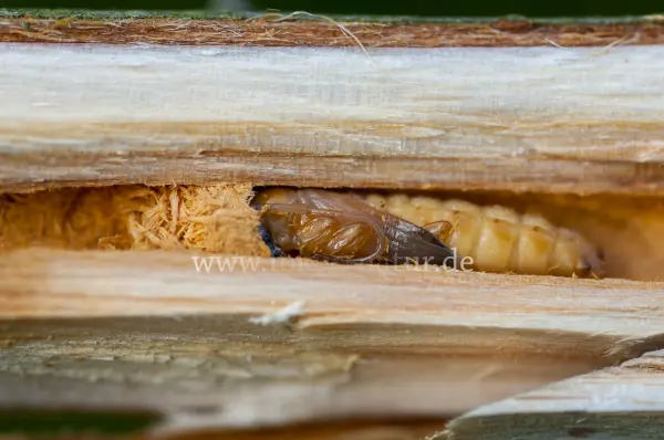 Fokus-Natur Bild