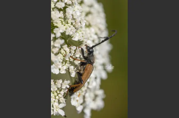 Fokus-Natur Bild