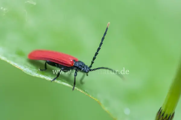 Fokus-Natur Bild