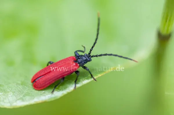 Fokus-Natur Bild