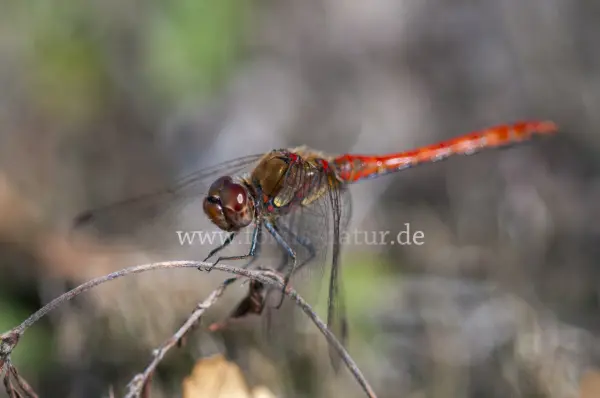 Fokus-Natur Bild