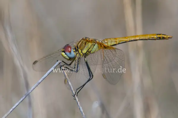 Fokus-Natur Bild
