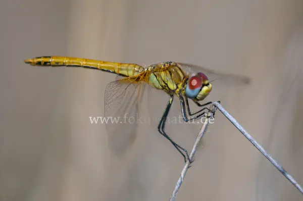 Fokus-Natur Bild