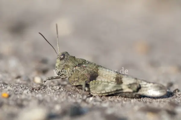 Fokus-Natur Bild