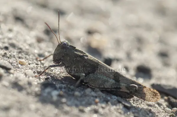Fokus-Natur Bild