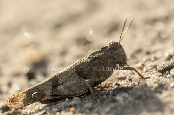 Fokus-Natur Bild