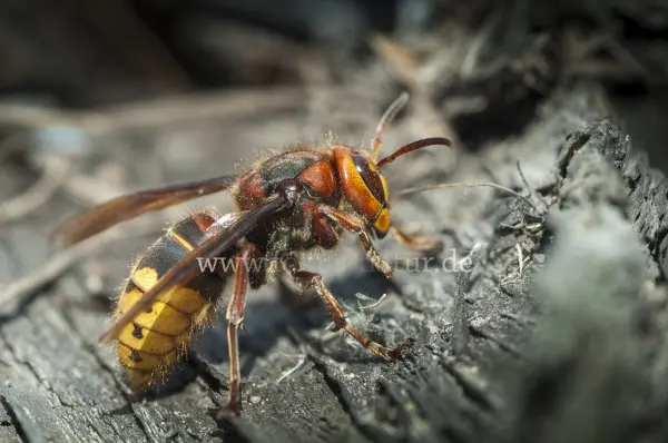 Fokus-Natur Bild