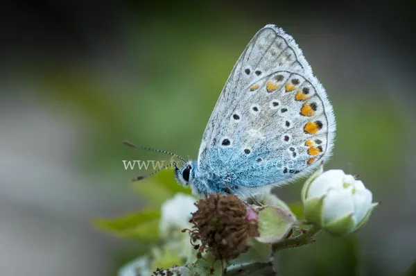 Fokus-Natur Bild
