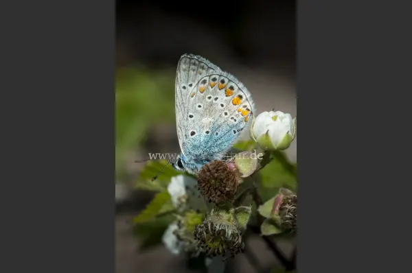 Fokus-Natur Bild