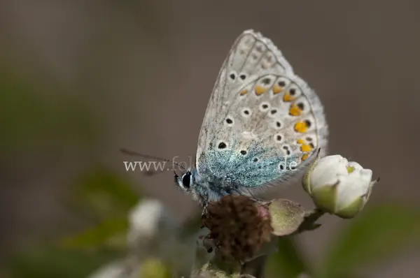 Fokus-Natur Bild