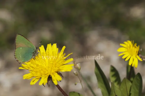 Fokus-Natur Bild