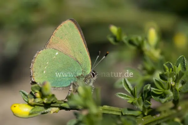 Fokus-Natur Bild