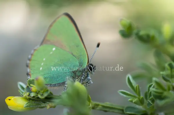 Fokus-Natur Bild