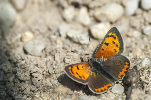 Fokus-Natur Bild
