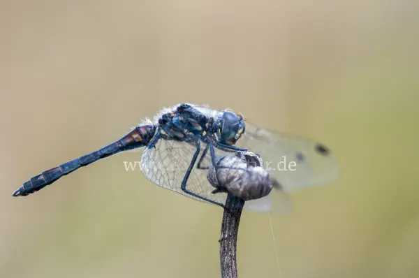 Fokus-Natur Bild