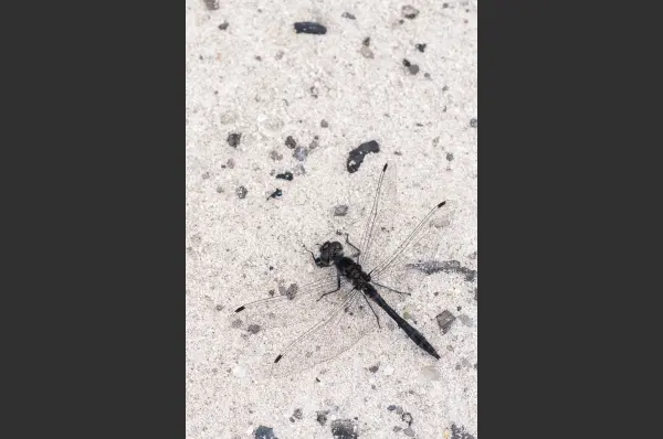 Fokus-Natur Bild