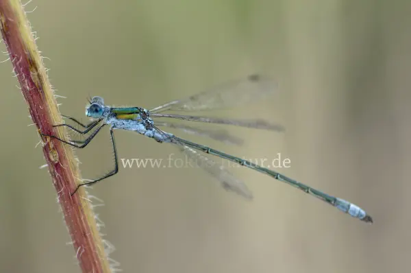 Fokus-Natur Bild