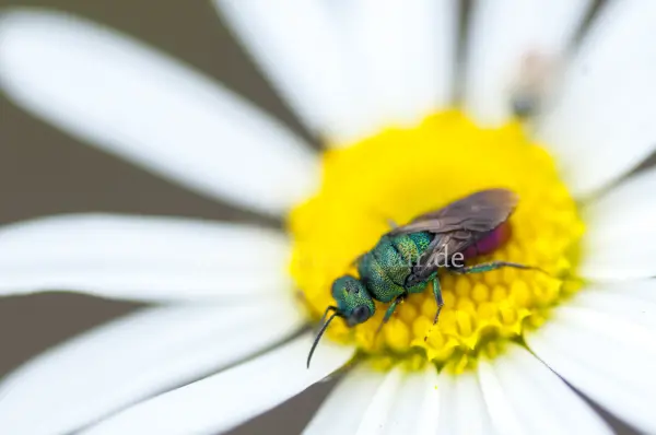 Fokus-Natur Bild