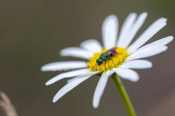 Fokus-Natur Bild