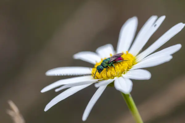 Fokus-Natur Bild