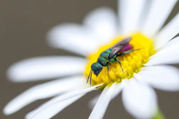 Fokus-Natur Bild