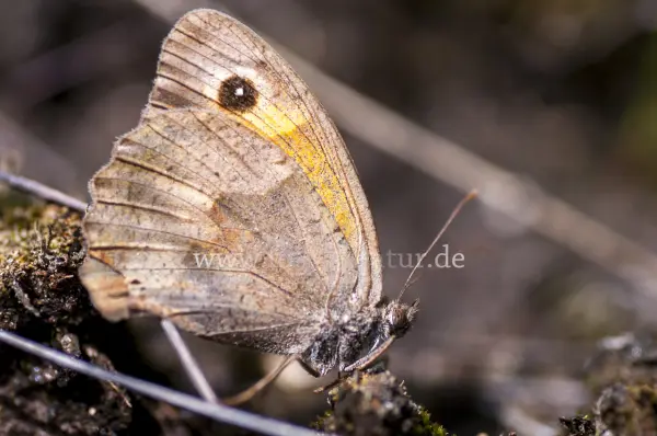 Fokus-Natur Bild